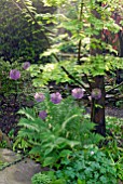 ALLIUM PURPLE SENSATION WITH FERN AND DAWN REDWOOD