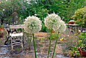 ALLIUM MOUNT EVEREST AND GARDEN PATIO THROUGH CONSERVATORY WINDOW ON RAINY DAY