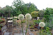 ALLIUM MOUNT EVEREST AND GARDEN PATIO THROUGH CONSERVATORY WINDOW ON RAINY DAY