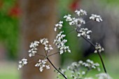 ANTHRISCUS SYLVESTRIS RAVENSWING