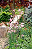 AQUILEGIA VULGARIS IN COUNTRY GARDEN WITH DECKCHAIR