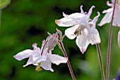 AQUILEGIA VULGARIS FLOWER