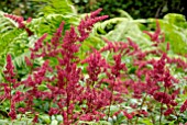 ASTILBE X ARENDSII SPINELL WITH FERNS