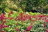 ASTILBE X ARENDSII SPINELL WITH FERNS