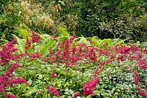 ASTILBE_X_ARENDSII_SPINELL_WITH_FERNS
