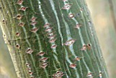 BARK OF ACER RUFINERVE