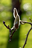 BACKLIT BUDS OF MAGNOLIA STELLATA