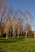 GROUP OF BETULA UTILIS VARIETY JACQUEMONTII AT BROBURY HOUSE GARDEN