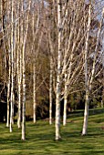 GROUP OF BETULA UTILIS VARIETY JACQUEMONTII AT BROBURY HOUSE GARDEN