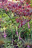 CERCIS CANADENSIS FOREST PANSY