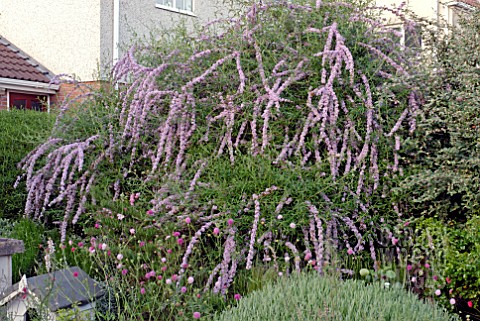 BUDDLEIA_ALTERNIFOLIA