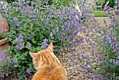 NEPETA SIX HILLS GIANT AND GINGER CAT