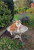 GINGER CAT SITTING ON GARDEN TABLE