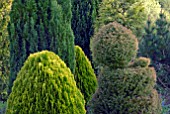 MIXED CONIFER BORDER, PLATYCLADUS ORIENTALIS , CHAMAECYPARIS , THUJA AND CRYPTOMERIA