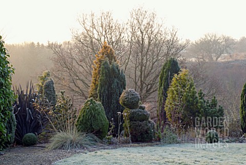 MIXED_CONIFER_BORDER_IN_WINTER