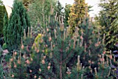 PINUS MUGO