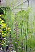 DELPHINIUM FLOWERS IN FRONT OF FENNEL