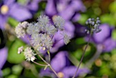 THALICTRUM DELAVAYI