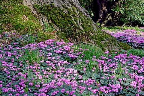 CYCLAMEN_COUM_GROWING_AROUND_A_TREE_TRUNK