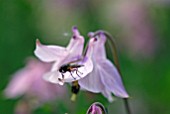 FLY ON AN AQUILEGIA FLOWER