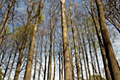 COPSE OF BEECH TREES, FAGUS SYLVATICA