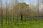 YOUNG TREE PLANTATION WITH MATURE TREE IN MIDDLE