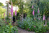 DIGITALIS PURPUREA AND NIGELLA DAMASCENA IN COTTAGE GARDEN BORDER