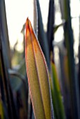 FROSTED BACKLIT PHORMIUM LEAF