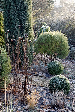 FROSTY_GARDEN_WITH_BOX_TOPIARY_AND_ECHINACEA_SEEDHEADS