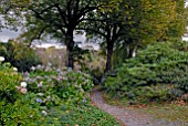 HYDRANGEAS, RHODODENDRONS AND BEECH TREES AT THE GARDEN HOUSE, BUCKLAND MONACHORUM, DEVON