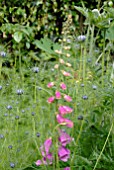 DIGITALIS PURPUREA AND NIGELLA DAMASCENA