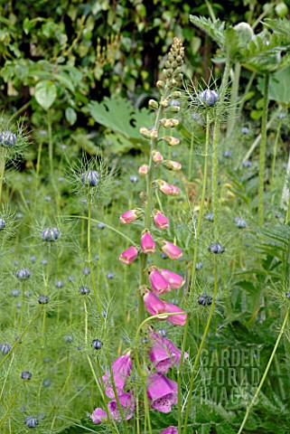 DIGITALIS_PURPUREA_AND_NIGELLA_DAMASCENA