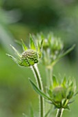 KNAUTIA MACEDONICA MELTON PASTELS