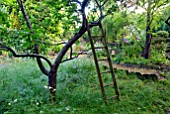 OLD APPLE TREE AND LADDER IN COUNTRY GARDEN