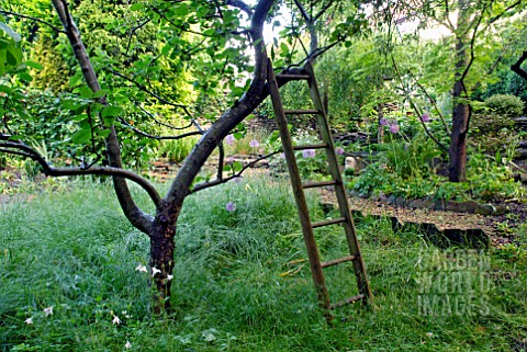 OLD_APPLE_TREE_AND_LADDER_IN_COUNTRY_GARDEN