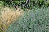 LAVANDULA AND STIPA TENUISSIMA