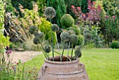 ALLIUMS COLLECTED TOGETHER IN LARGE TERRACOTTA POT