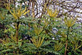 MAHONIA JAPONICA