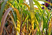 MISCANTHUS SACCHARIFLORUS IN AUTUMN