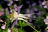 AQUILEGIA MCKANA HYBRID