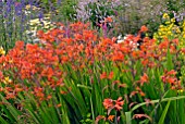 CROCOSMIA IN MIXED BORDER