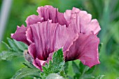 PAPAVER ORIENTALE PATTYS PLUM