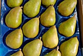 PEARS IN PLASTIC TRAY
