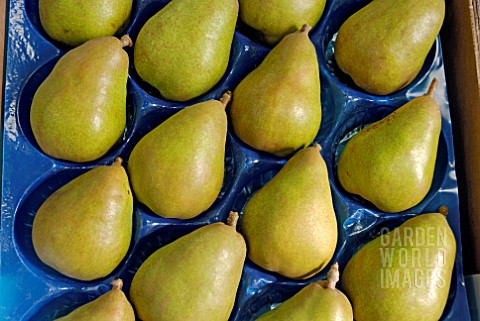 PEARS_IN_PLASTIC_TRAY