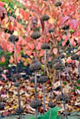 PHLOMIS RUSSELIANA SEEDHEADS IN AUTUMN