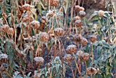 PHLOMIS FRUITICOSA SEEDHEADS IN AUTUMN