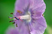 GERANIUM PHAEUM VAR. LIVIDUM