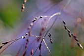 PANICUM VIRGATUM SHENANDOAH