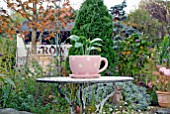 HOSTA IN PINK TEA-CUP ON GARDEN TABLE