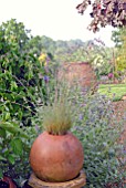 ORNAMENTAL GRASS IN ROUND TERRACOTTA POT